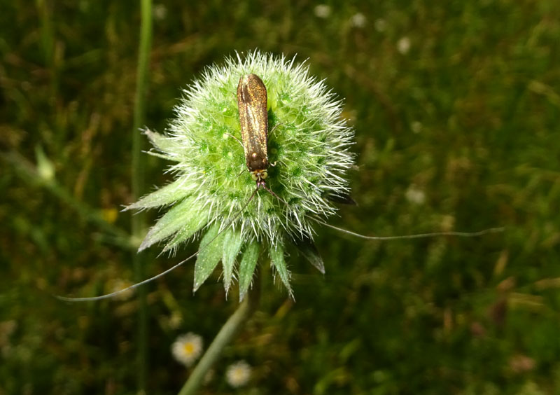 Nemophora metallica - Adelidae